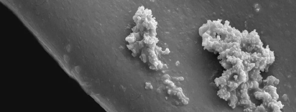 Partícula Si Bac Pure a vista de microscopio, fijada al sustrato.